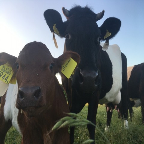 Puur Natuur Vleesdag
